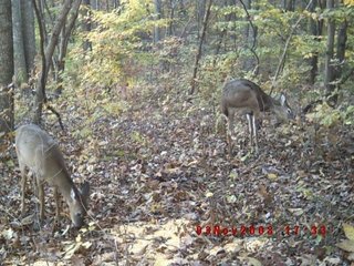 Property photo 7 - 1974 Acres in 23 Tracts Located in Christian, Hopkins & Edmonson County, Kentucky